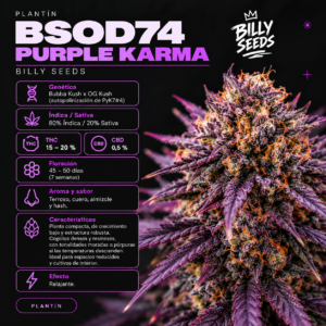 ChatGPT Image Sep 23, 2026, 12_45_41 PM Plantin BSOD74 Purple Karma - Billy Seeds