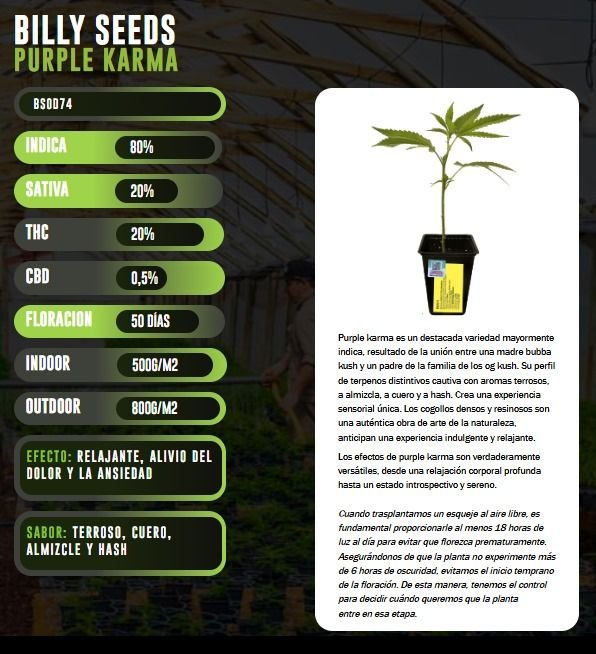 Esqueje BSOD74 Purple Karma - Billy Seeds + Estampilla Inase