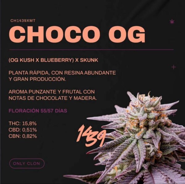Esqueje Choco Og - 1439 + Estampilla Inase