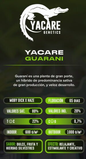 Esqueje Guarani - Yacare Genetics + Estampilla Inase