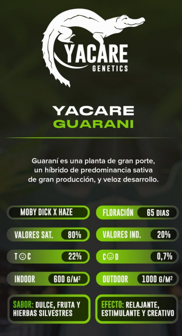 Esqueje Guarani - Yacare Genetics + Estampilla Inase