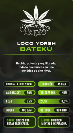 Esqueje Bateku - Loco Yorsh + Estampilla Inase