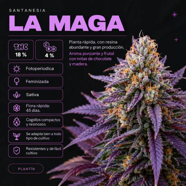 Plantin Santanesia - La Maga