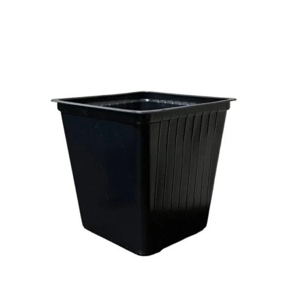 Mini Plantin Grande