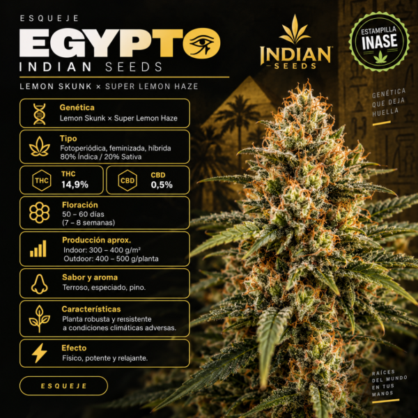 Esqueje Egypto - Indian Seeds + Estampilla Inase