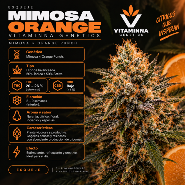 Esqueje Mimosa Orange - Vitaminna Genetics