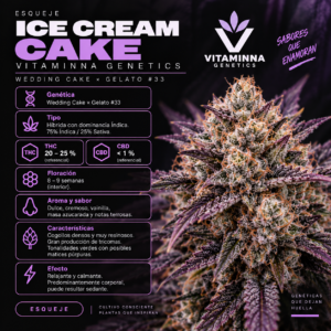 Esqueje Ice Cream Cake - Vitaminna Genetics