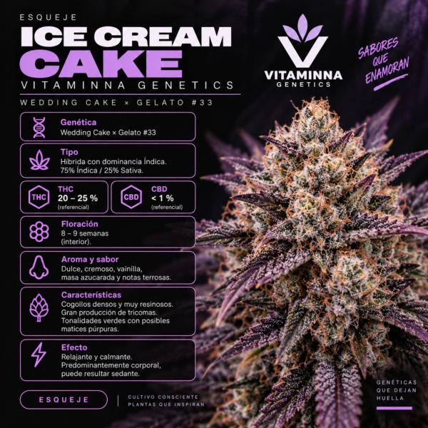Esqueje Ice Cream Cake - Vitaminna Genetics
