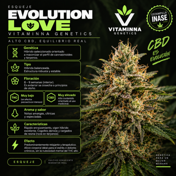 Esqueje Evolution Love - Vitaminna Genetics