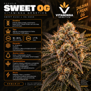 Esqueje Sweet Og - Vitaminna Genetics