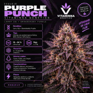 Esqueje Purple Punch - Vitaminna Genetics