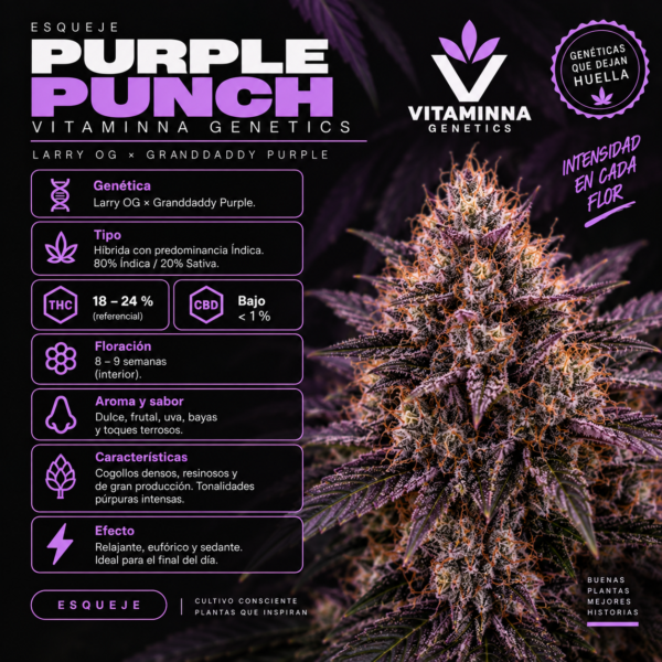 Esqueje Purple Punch - Vitaminna Genetics