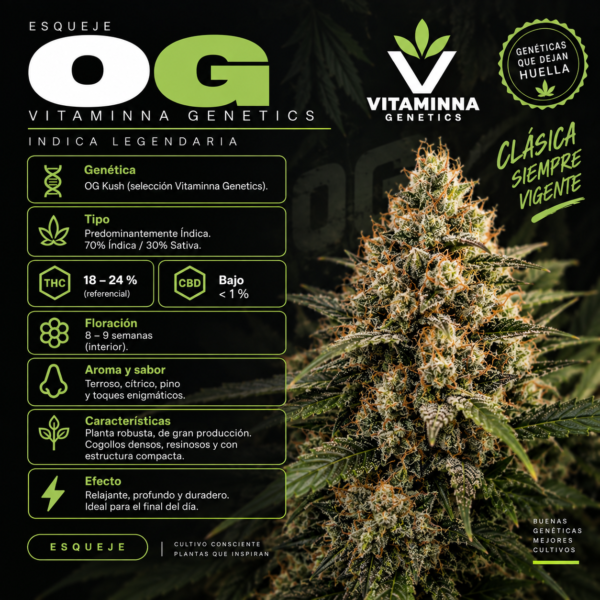 Esqueje Og - Vitaminna Genetics